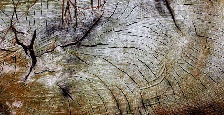 Carpentry Total Carpentry